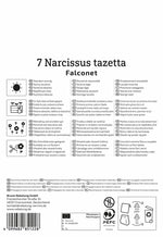 Tazetten-Narzisse Falconet