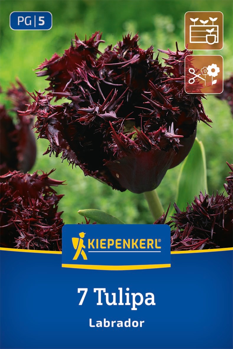 Gefranste Tulpe Labrador