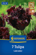 Gefranste Tulpe Labrador