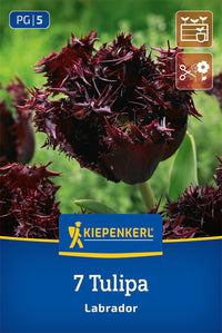 Gefranste Tulpe Labrador