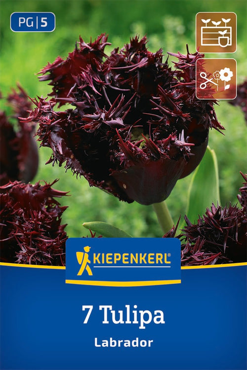 Gefranste Tulpe Labrador