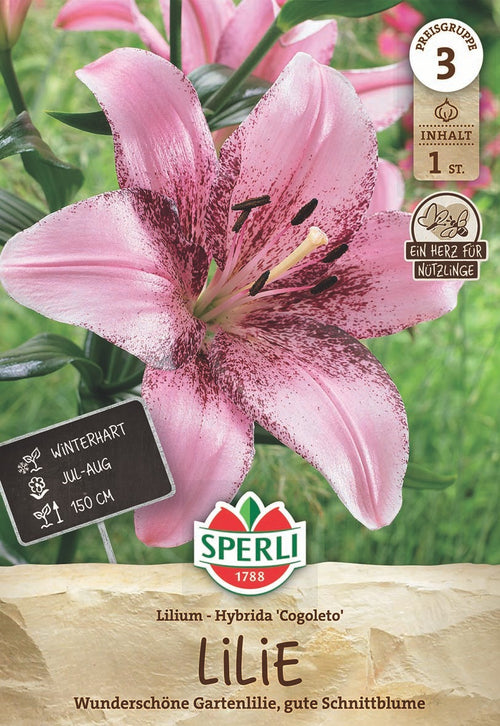 SPERLI Lilie Congoleto