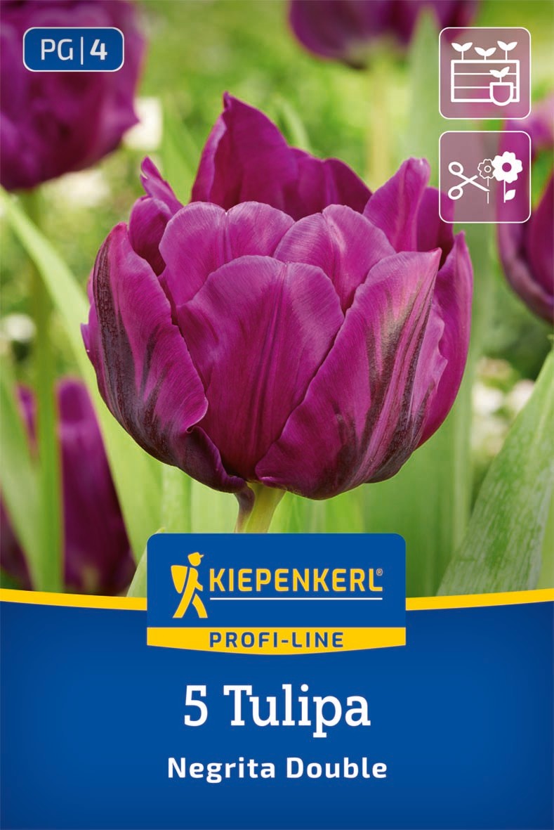 Profi-Line Gefüllte späte Tulpe Negrita Double