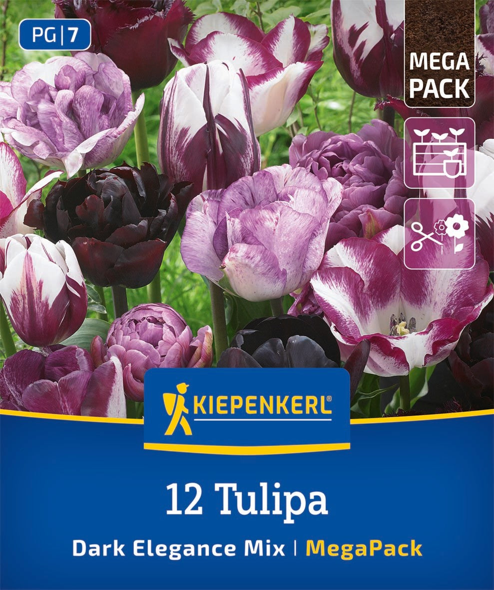 Mega Pack Dark Elegance