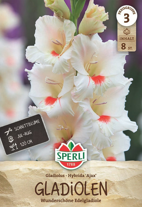SPERLI Gladiole Ajax
