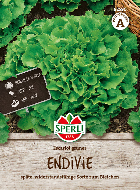 SPERLI Endiviensalat Escariol grüner