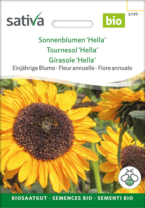 Sativa Sonnenblumen Hella