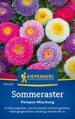 Kiepenkerl Sommeraster Pompon Mischung