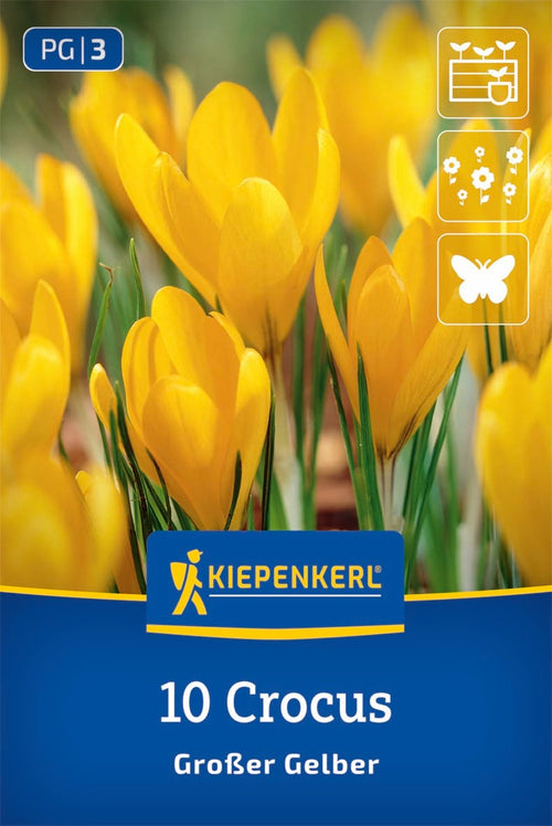 Großblumiger Krokus Großer Gelber