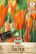 Lilienblütige Tulpe Ballerina