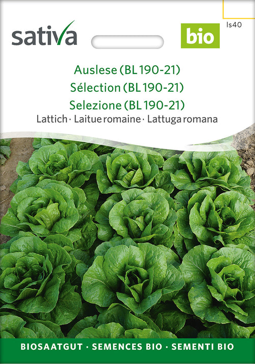 Sativa Lattich Auslese (BL 190-21)