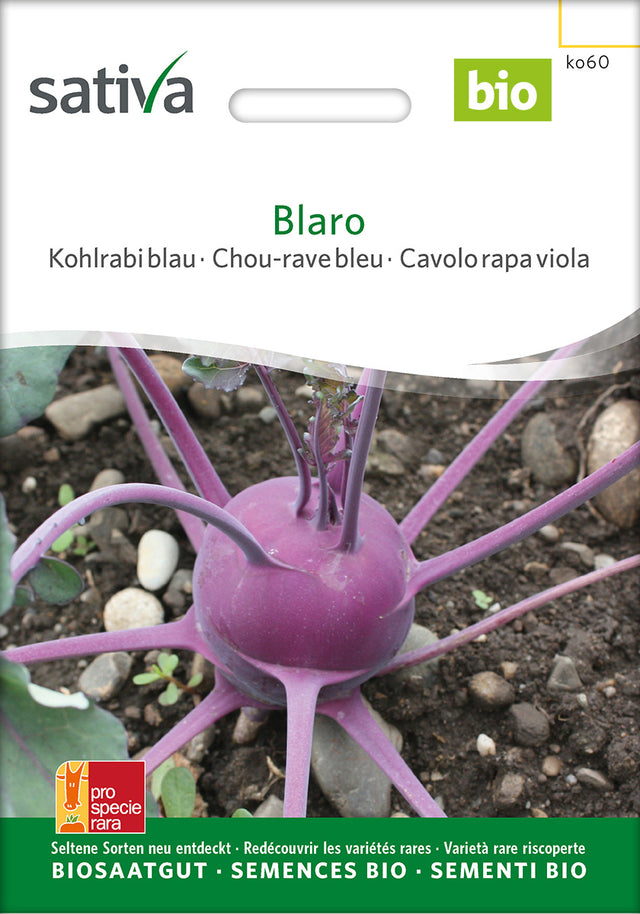 Sativa Kohlrabi blau Blaro