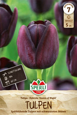 Einfache Späte Tulpe Queen of Night