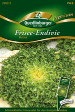 Quedlinburger Friseeendivie Myrna