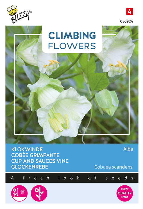 Buzzy Seeds Glockenrebe Alba Weiß