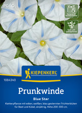 Kiepenkerl Prunkwinden Blue Star