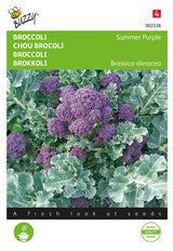 Buzzy Seeds Spargelkohl Summer Purple
