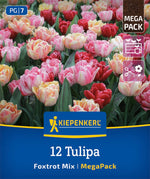 Mega-Pack Gefüllte frühe Tulpen Foxtrot Mix
