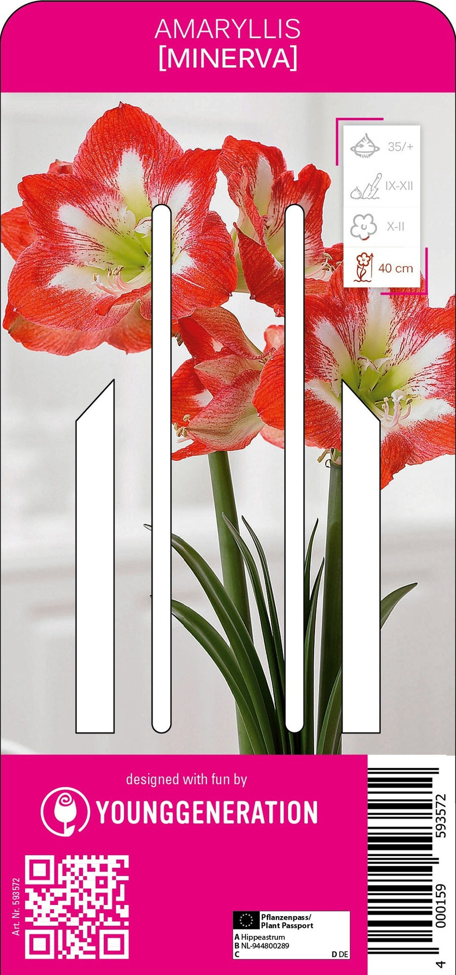 Amaryllis Minerva