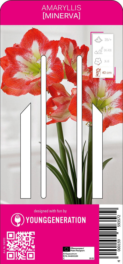 Amaryllis Minerva