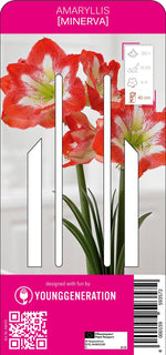 Amaryllis Minerva