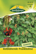 Quedlinburger Prunkbohne rotblühende