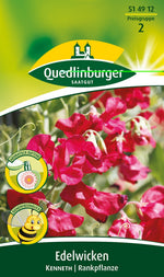 Quedlinburger Duftwicke Kenneth, rot
