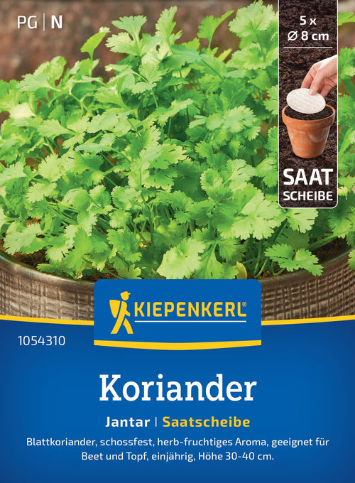 Kiepenkerl Koriander Jantar Saatscheibe