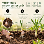 HILD Winterknoblauch Germidour 3 Stück