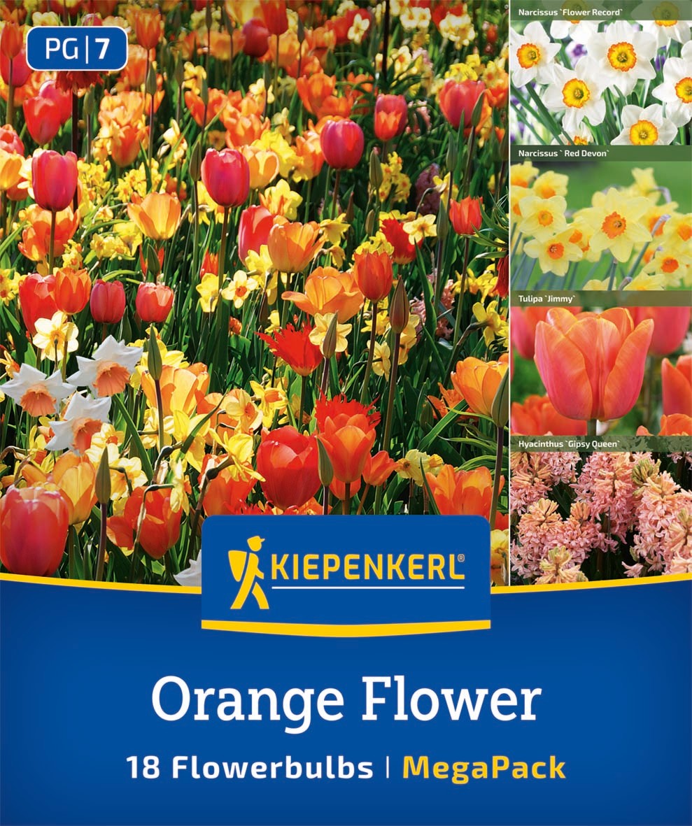 Mega Pack Orange Flower