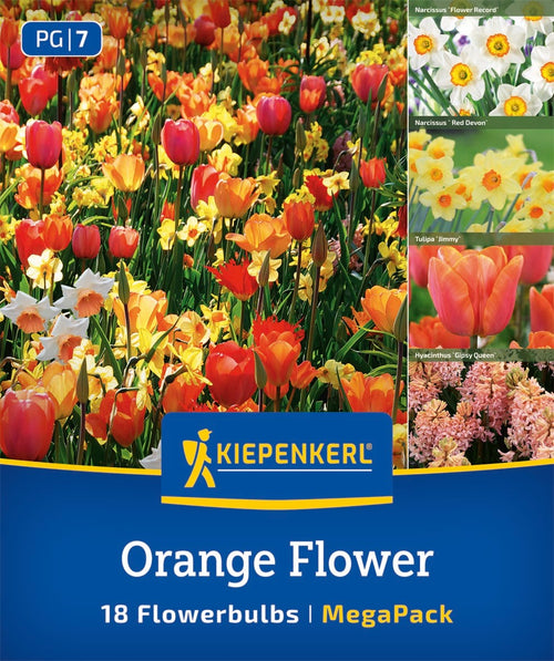 Mega Pack Orange Flower