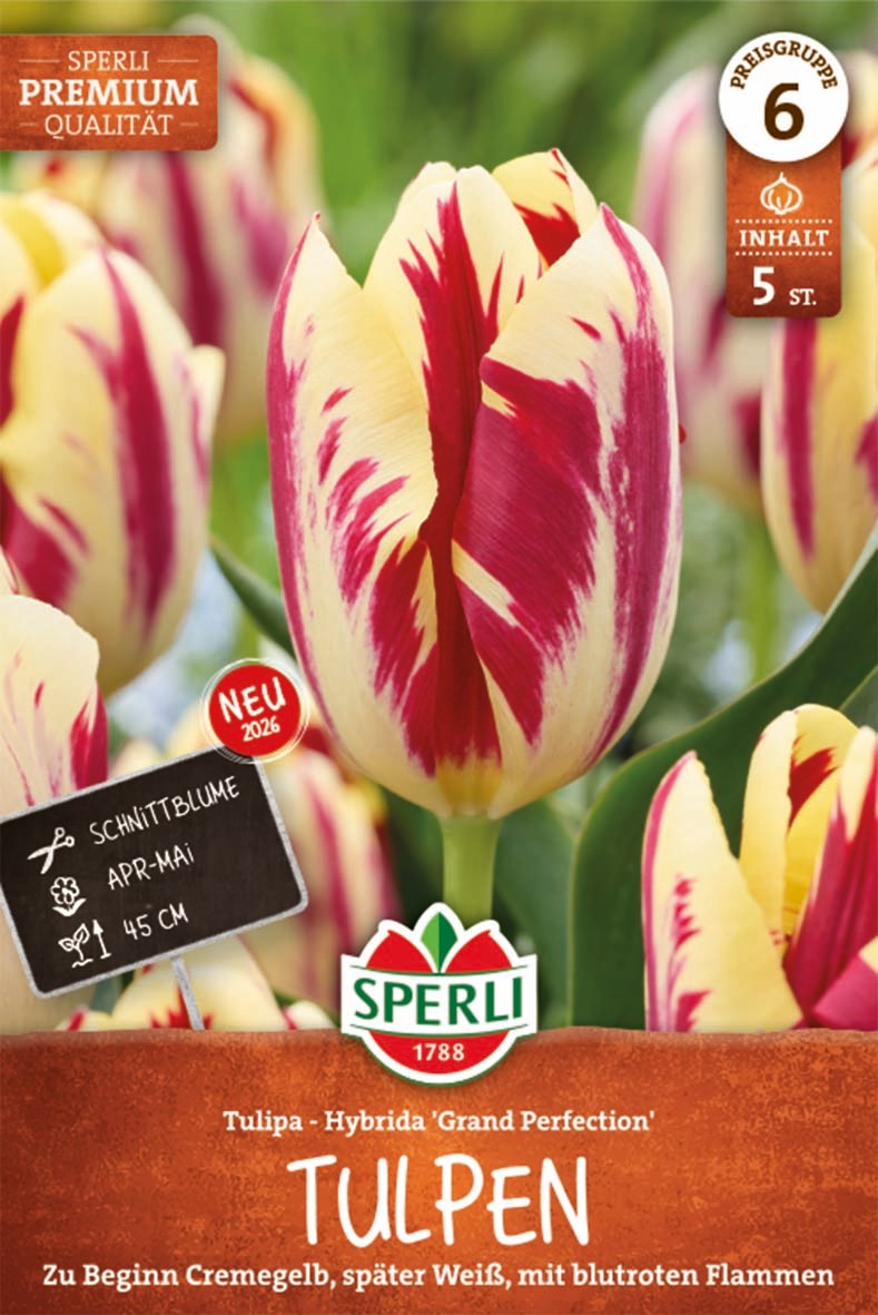 Premium Triumph-Tulpe Grand Perfection