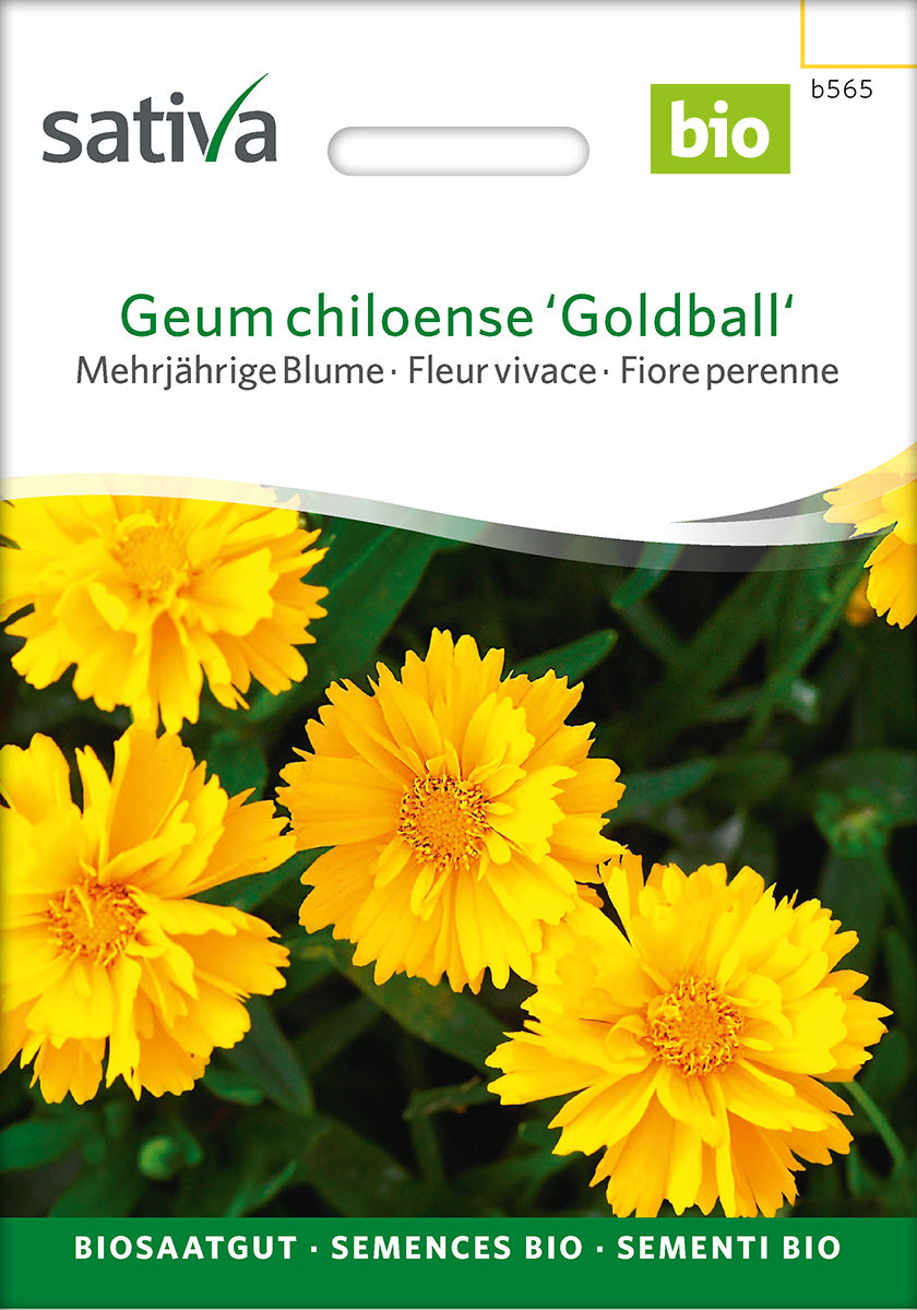 Sativa Geum chiloense Goldball