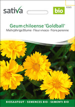 Sativa Geum chiloense Goldball