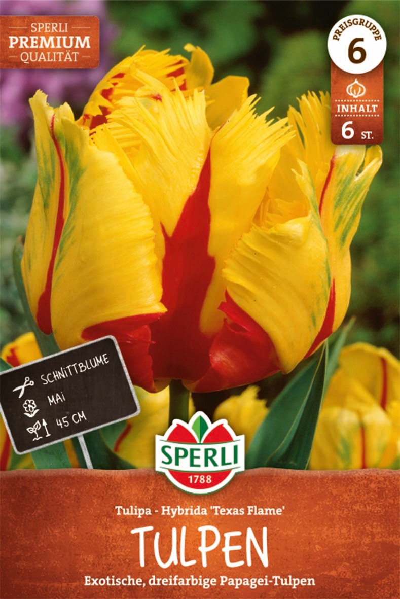 Premium Papagei-Tulpe Texas Flame