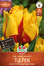 Premium Papagei-Tulpe Texas Flame