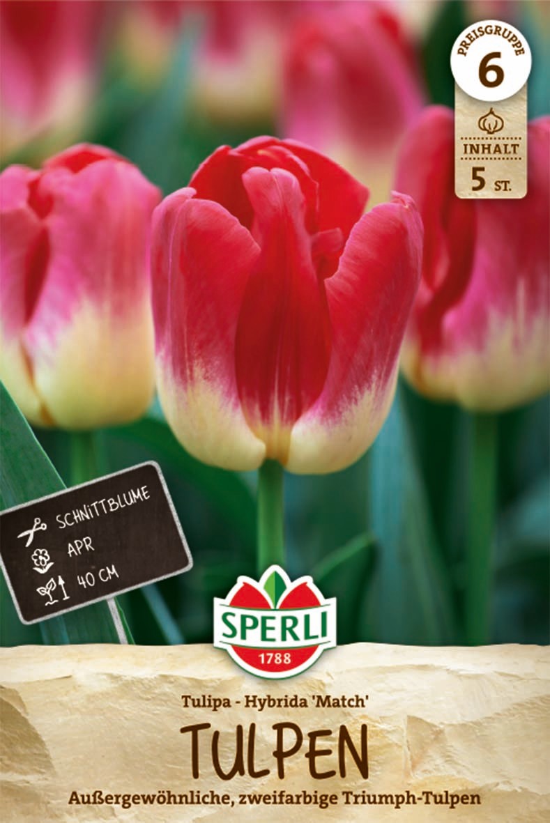Triumph-Tulpe Match