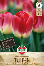 Triumph-Tulpe Match