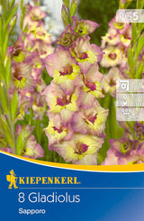 Großblumige Gladiole Sapporo