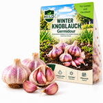 HILD Winterknoblauch Germidour 9 Stück