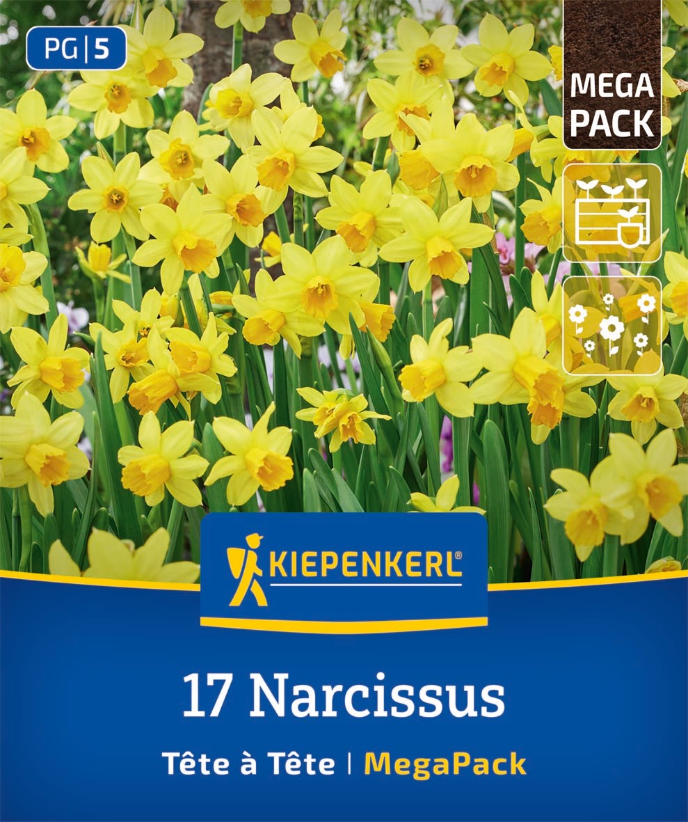 Mega-Pack Narzissen Tête à Tête