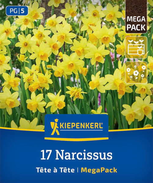 Mega-Pack Narzissen Tête à Tête