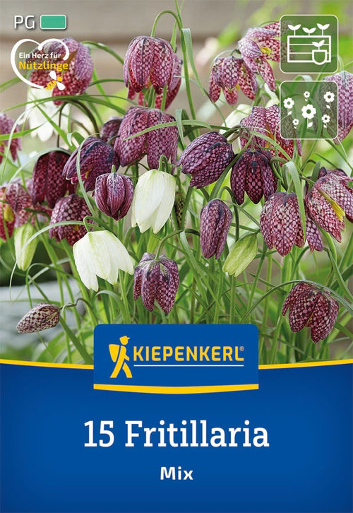 Schachbrettblumen Mischung