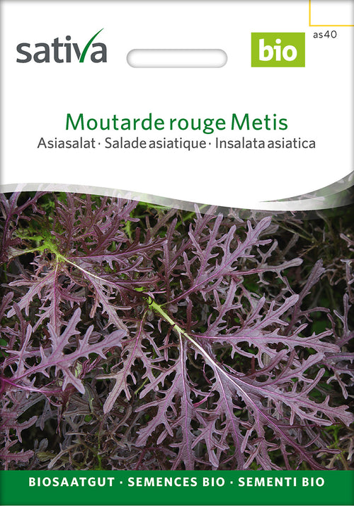 Sativa Asiasalat Moutarde rouge Metis