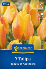 Darwin-Hybrid-Tulpe Beauty of Apeldoorn