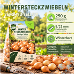 HILD Wintersteckzwiebel Senshyu Yellow 250 Gramm
