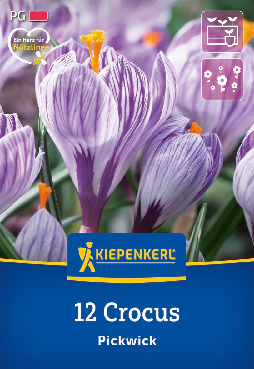 Großblumiger Krokus Pickwick