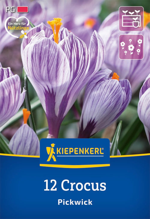 Großblumiger Krokus Pickwick