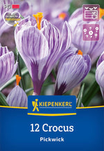 Großblumiger Krokus Pickwick