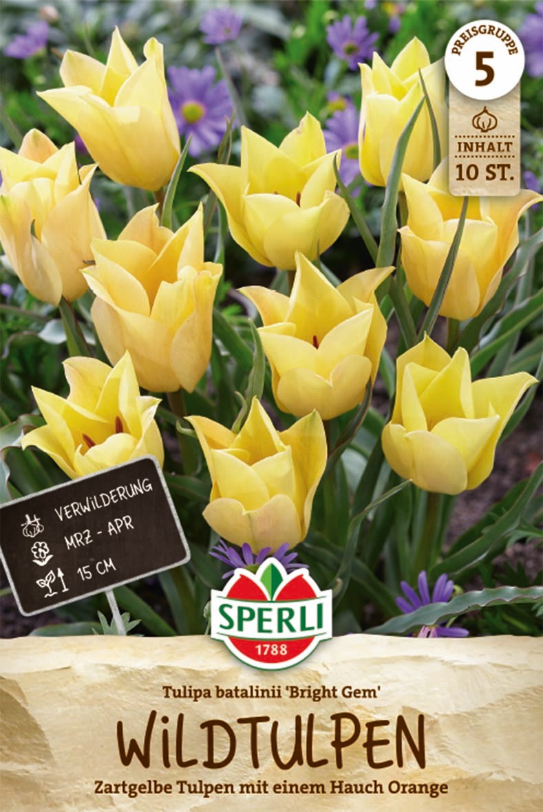 Wildtulpe batalinii Bright Gem